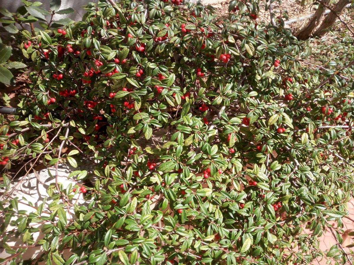 Il Giardino Di Niu Bed & Breakfast Palombaio Dış mekan fotoğraf